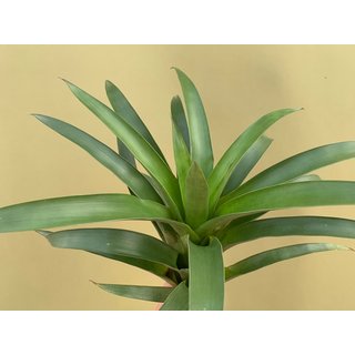 Tillandsia romeroi var. gruberi XL