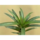 Tillandsia romeroi var. gruberi
