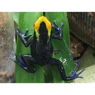 Dendrobates tinctorius lorenzo Zuchtpaar