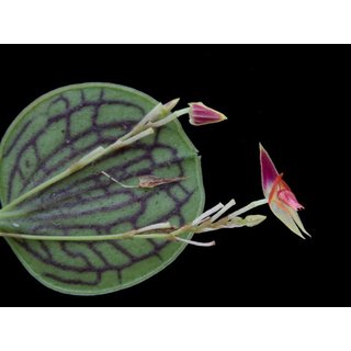 Lepanthes dictydion