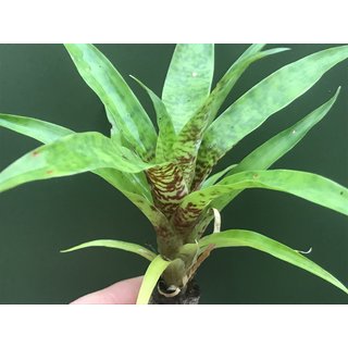 Vriesea green striped small