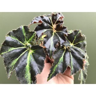 Begonia spec. Madagaskar NEU