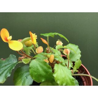 Begonia prismatocarpa
