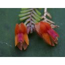 Lepanthes fimbriata