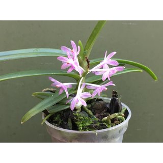 Ascocentrum christensonianum