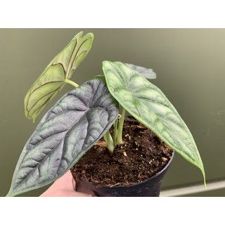 Alocasia baginda Dragon Scale