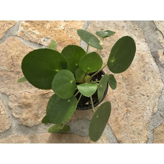 Pilea peperomioides Babyplant (Ufopflanze)