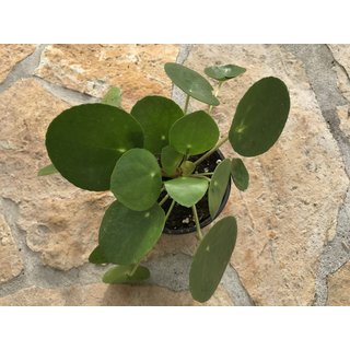 Pilea peperomioides (Ufopflanze)