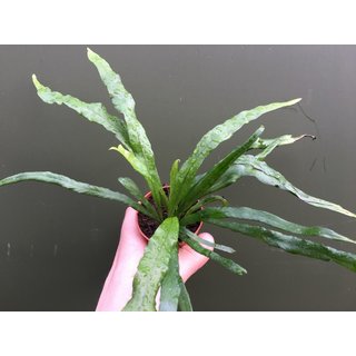 Campyloneurum angustifolium 5cm pott