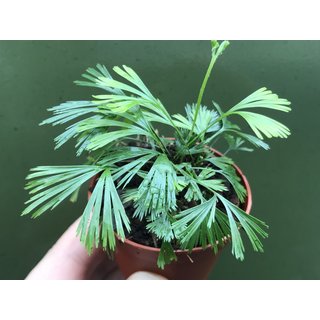 Actiniopteris australis