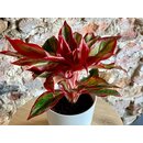 Aglaonema Flame