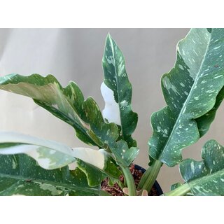 Philodendron variegata narrow Ring of Fire 