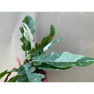 Philodendron variegata narrow Ring of Fire 