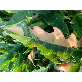 Philodendron variegata narrow Ring of Fire 
