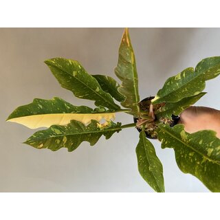 Philodendron variegata narrow Ring of Fire 