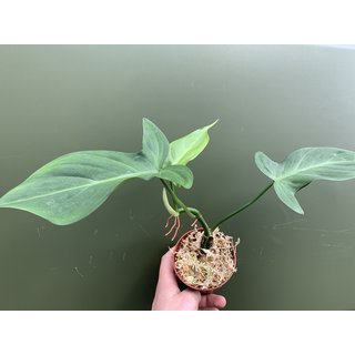 Philodendron camposportoanum