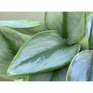 Scindapsus Treubii Moonlight