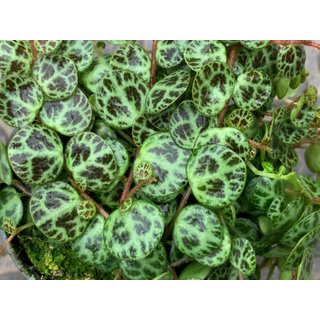 Peperomia prostrata - Babyplant