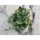 Peperomia prostrata - Babyplant