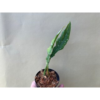 Philodendron Ring Of Fire Ableger