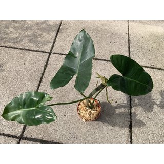 Philodendron Burle Marx Rarität