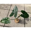 Philodendron Burle Marx Rare