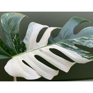 Monstera deliciosa variegata Ableger/Cutting