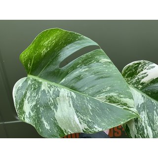 Monstera deliciosa variegata Cutting