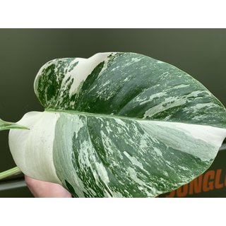 Monstera deliciosa variegata Cutting