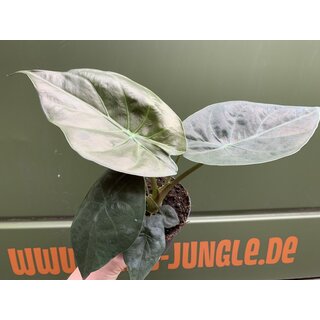 Alocasia wentii