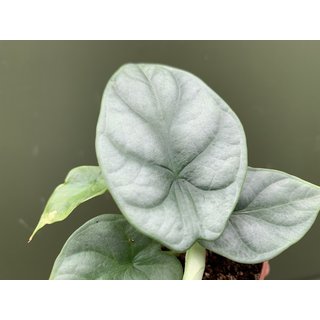 Alocasia Silver Dragon Babyplant