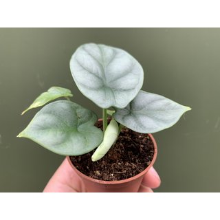 Alocasia Silver Dragon young plant