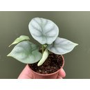 Alocasia Silver Dragon Babyplant