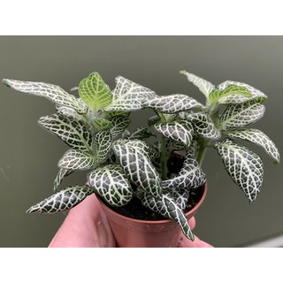 Fittonia weiss Bodendecker