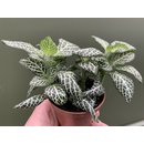 Fittonia albivenis - Mosaikpflanze