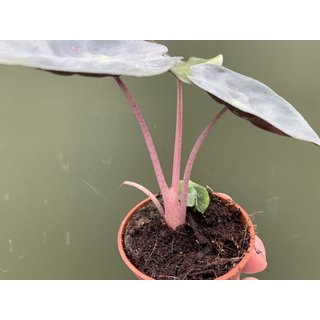 Alocasia Pink Dragon Jungpflanze