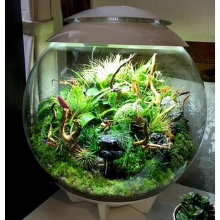 biOrb AIR 60 Terrarium weiss
