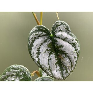 Philodendron brandtianum Ableger NEU