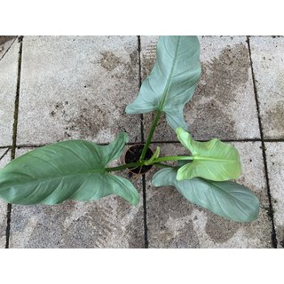 Philodendron hastatum Silver Sword XL