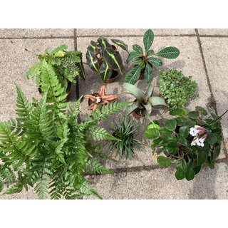 Biorb Air Jungle Pflanzenpacket klein