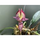 Bulbophyllum macranthum