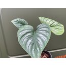 Philodendron mamei