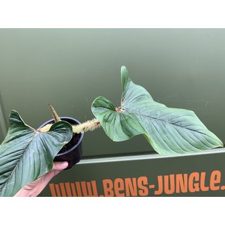 Philodendron serpens