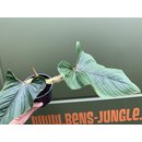 Philodendron serpens