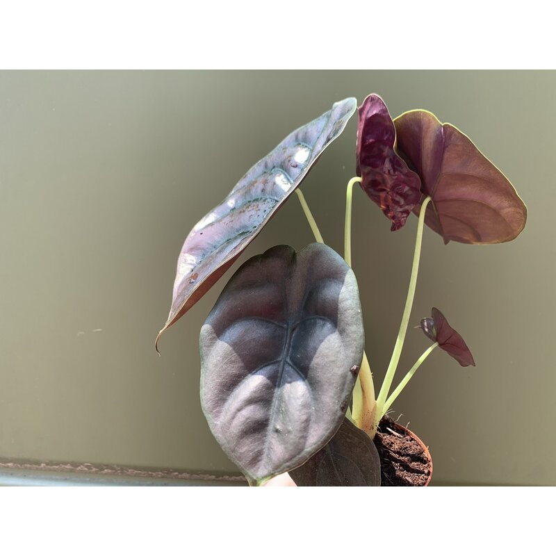 Alocasia cuprea Red Secret, 14,90