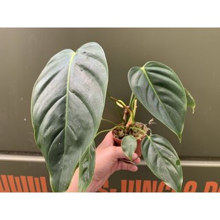 Philodendron esmeraldense