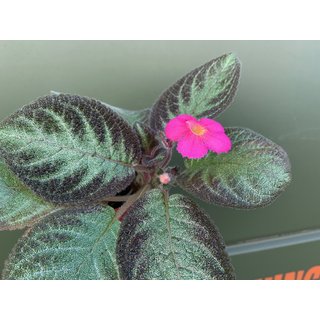 Episcia cupreata