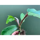 Philodendron squamiferum Babyplant