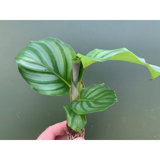 Calathea orbifolia Babyplant