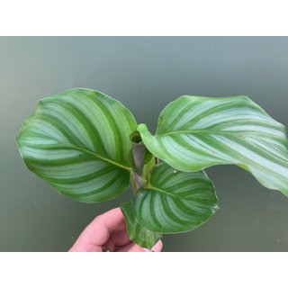 Calathea orbifolia Jungpflanze